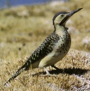 figura 16.jpg (28420 bytes)